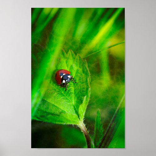 Red Ladybird Poster
