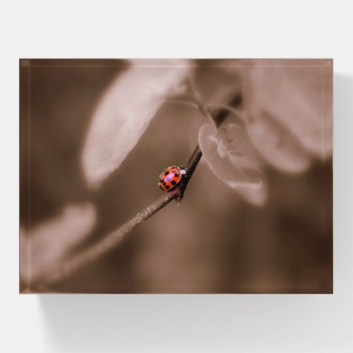 Red Ladybug with Water droplet Monotone Background Paperweight
