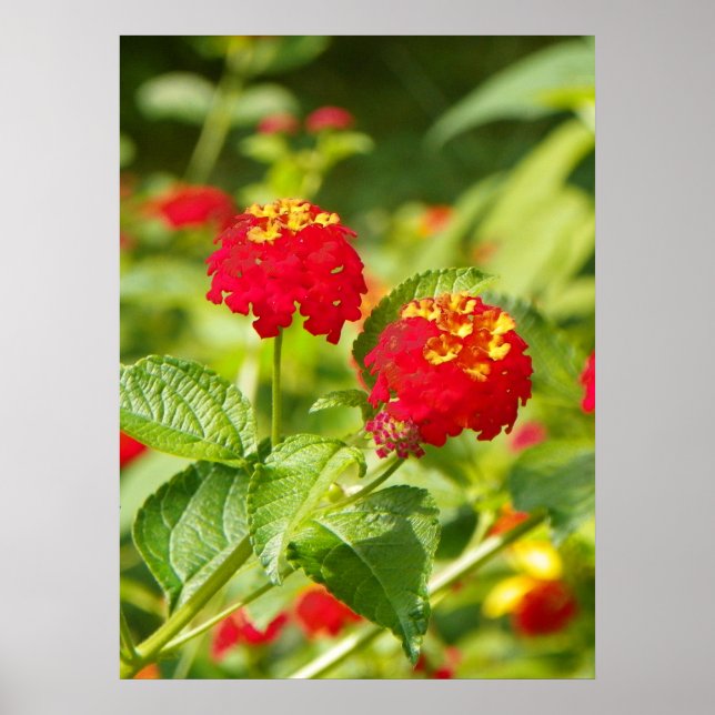RED LANTANA Poster (Front)