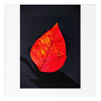 Red leaf acrylic print