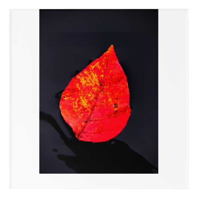 Red leaf acrylic print (Front)
