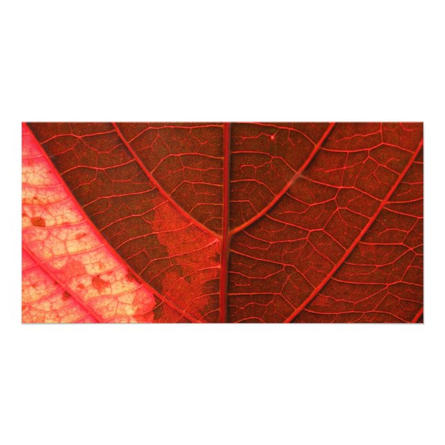 Red Leaf Card (Front)