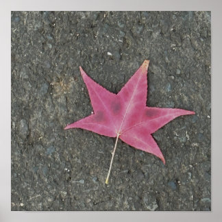 Red Leaf Photo Poster