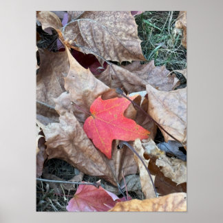 Red Leaf Photo Poster