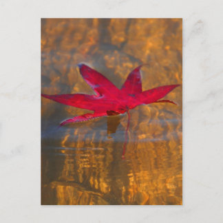 Red Leaf Postcard