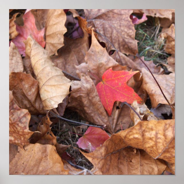 Red Leaf Poster (Front)