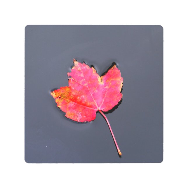 Red leaf to the side metal print (Front)