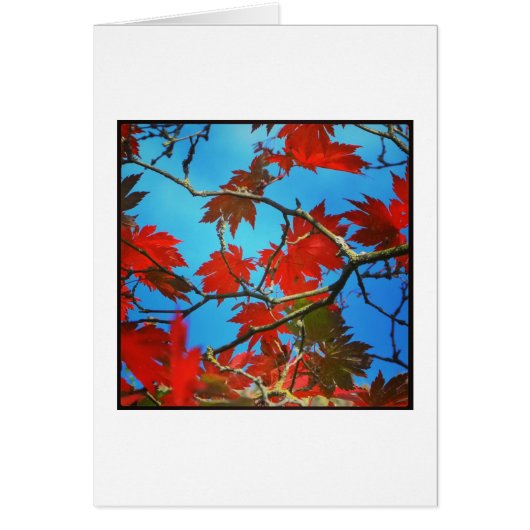 Red leaves cards (Front)