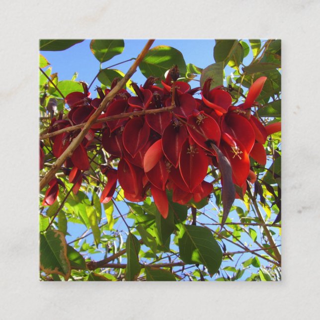 red leaves enclosure card (Front)