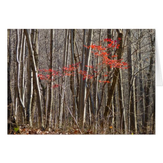 Red Leaves in Forest Cards (Front Horizontal)
