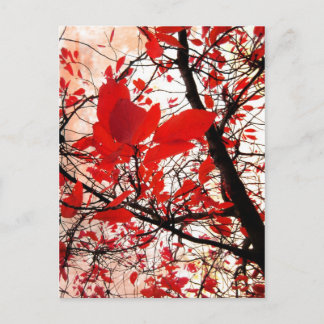 Red leaves - Postcard