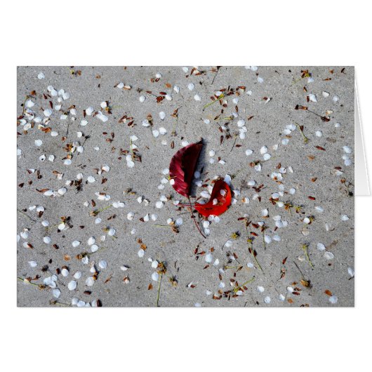 Red Leaves White Petals (Front Horizontal)