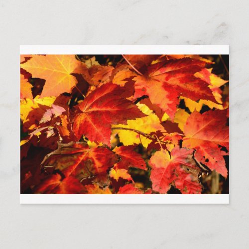 Red leaves yellow leaves golden autumn leaves  postcard