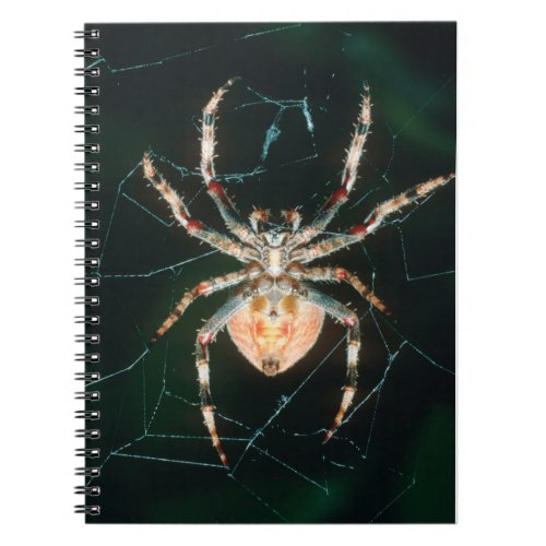Red_Legged Orb_Web Spider Notebook