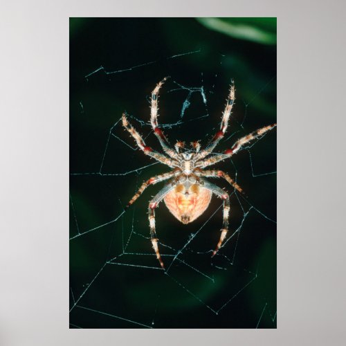 Red_Legged Orb_Web Spider Poster