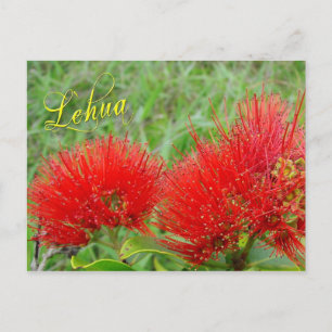 Red Lehua flowers in Maui Postcard