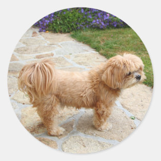 Red Lhasa Apso dog Classic Round Sticker