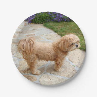 Red Lhasa Apso dog Paper Plates