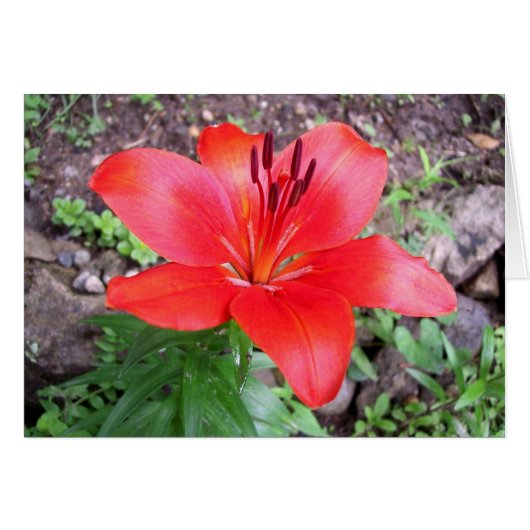 Red Lilie 1 Cards (Front Horizontal)