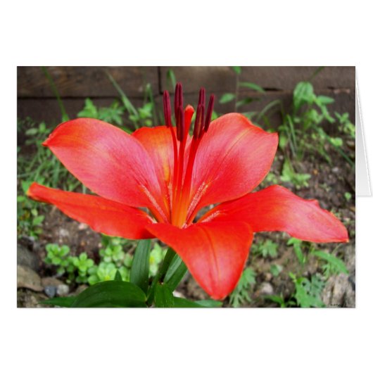 Red Lilie 2 Cards (Front Horizontal)