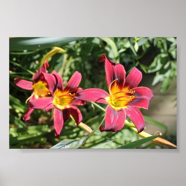 Red Lillies of Kentucky Poster (Front)