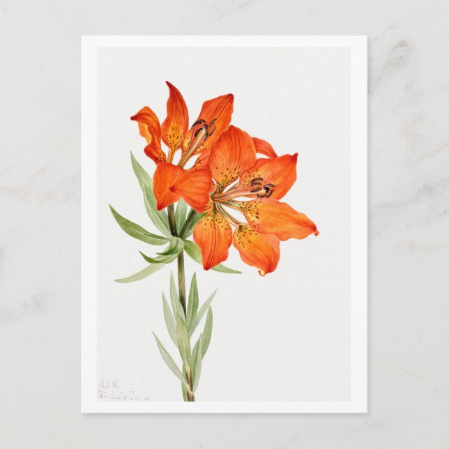 Red Lily Botanical Illustration Postcard (Front)