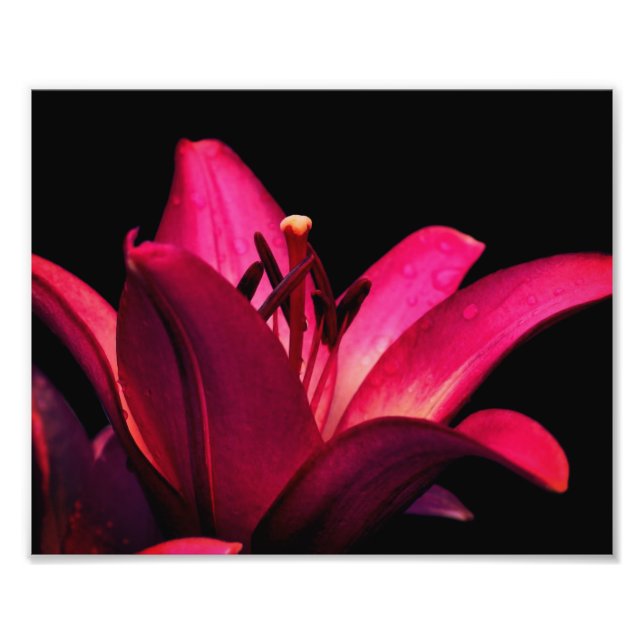 Red Lily Flower Close Up 8x10 Photo Print (Front)