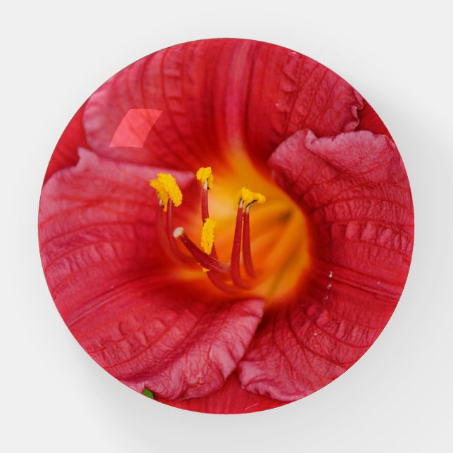 Red Lily Flower Floral Glass Paperweight (Front)