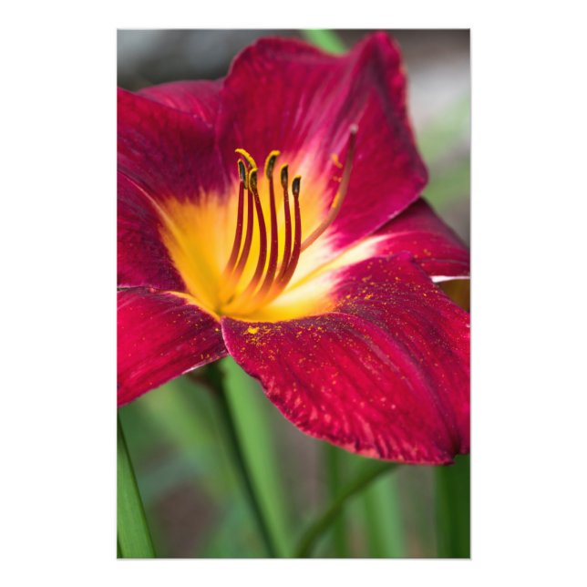 Red Lily Flower Photo Print (Front)