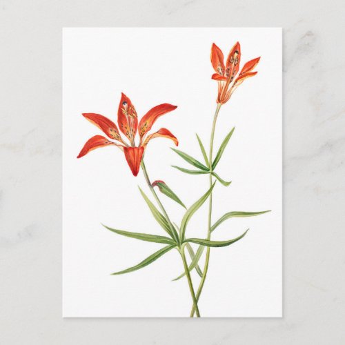 Red Lily Flowers _ Vintage Botanical Art Postcard