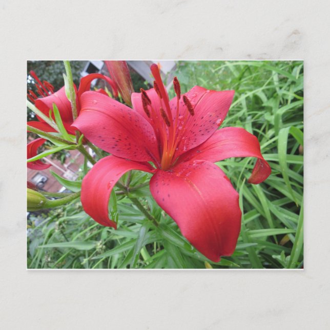 Red Lily Postcard (Front)