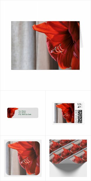 Red Lion Amaryllis Cards & Wrapping Supplies