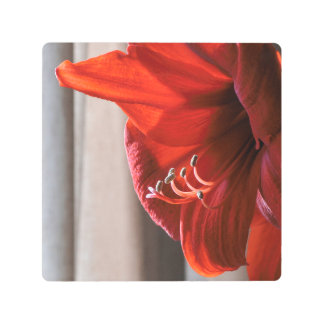 Red Lion Amaryllis Close-up Photo Metal Print