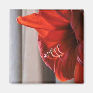 Red Lion Amaryllis Flower Macro Photo Magnet