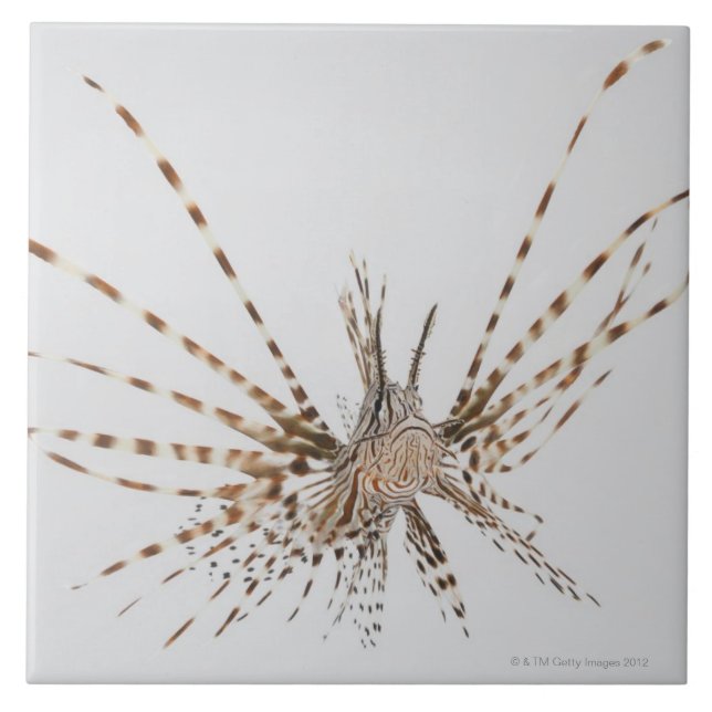 Red lionfish (Pterois volitans) Tile (Front)