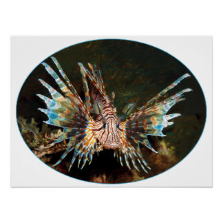 Red Lionfish, Raja Ampat - Photographic design |  Poster
