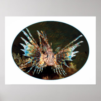Red Lionfish, Raja Ampat - Photographic design |  Poster