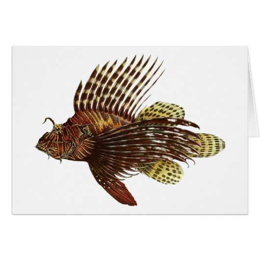 Red Lionfish Vintage Print Cards (Front Horizontal)