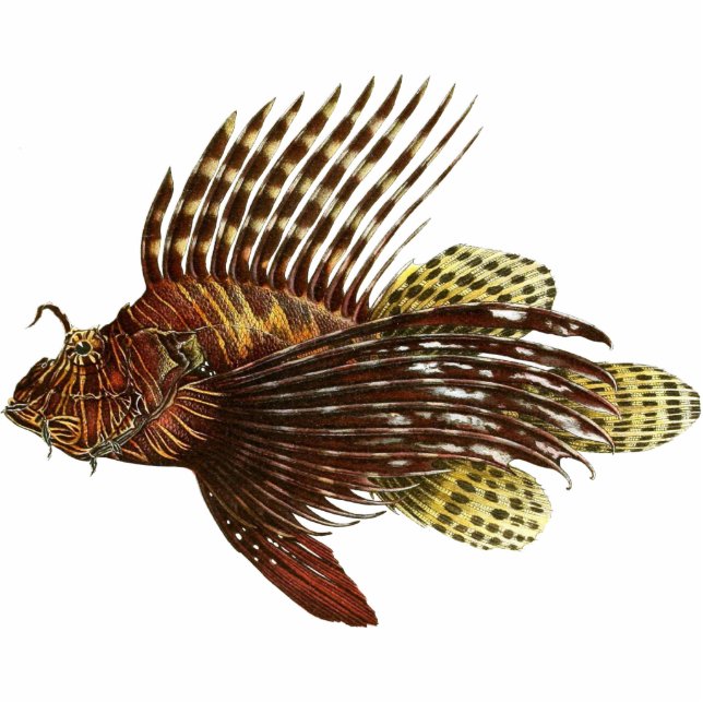 Red Lionfish Vintage Print Cutout (Front)