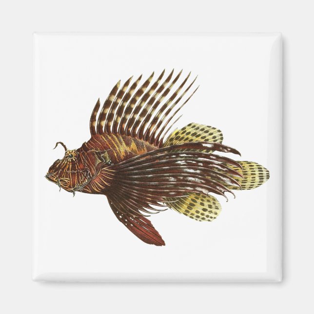 Red Lionfish Vintage Print Magnet (Front)
