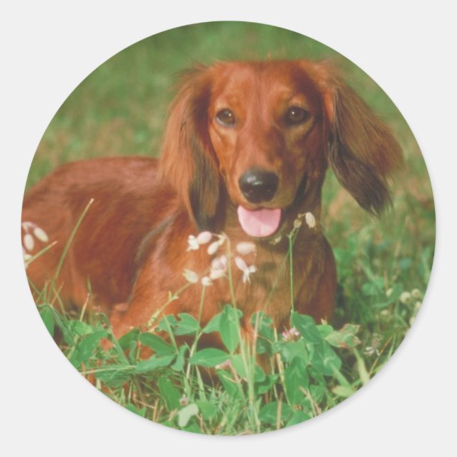Red Long Haired Dachshund Classic Round Sticker (Front)