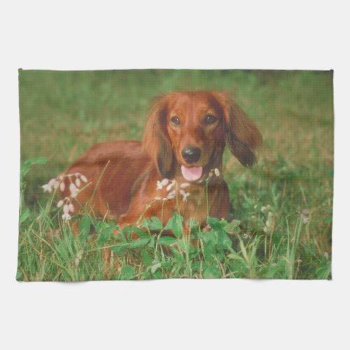 Red Long Haired Dachshund Dog Kitchen Towel