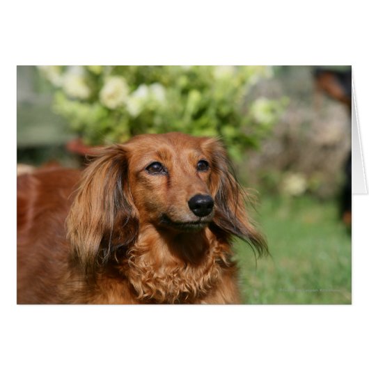 Red Long-haired Miniature Dachshund (Front Horizontal)