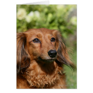Red Long-haired Miniature Dachshund