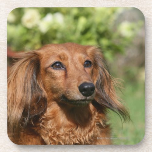 Red Long_haired Miniature Dachshund Beverage Coaster