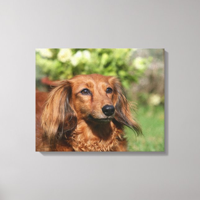 Red Long-haired Miniature Dachshund Canvas Print (Front)