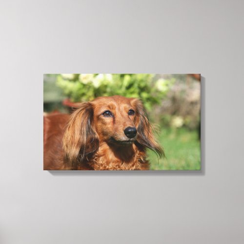 Red Long_haired Miniature Dachshund Canvas Print