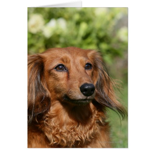 Red Long-haired Miniature Dachshund Cards (Front)