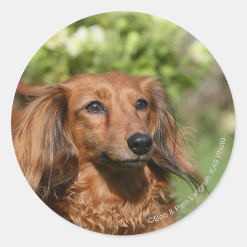 Red Long_haired Miniature Dachshund Classic Round Sticker