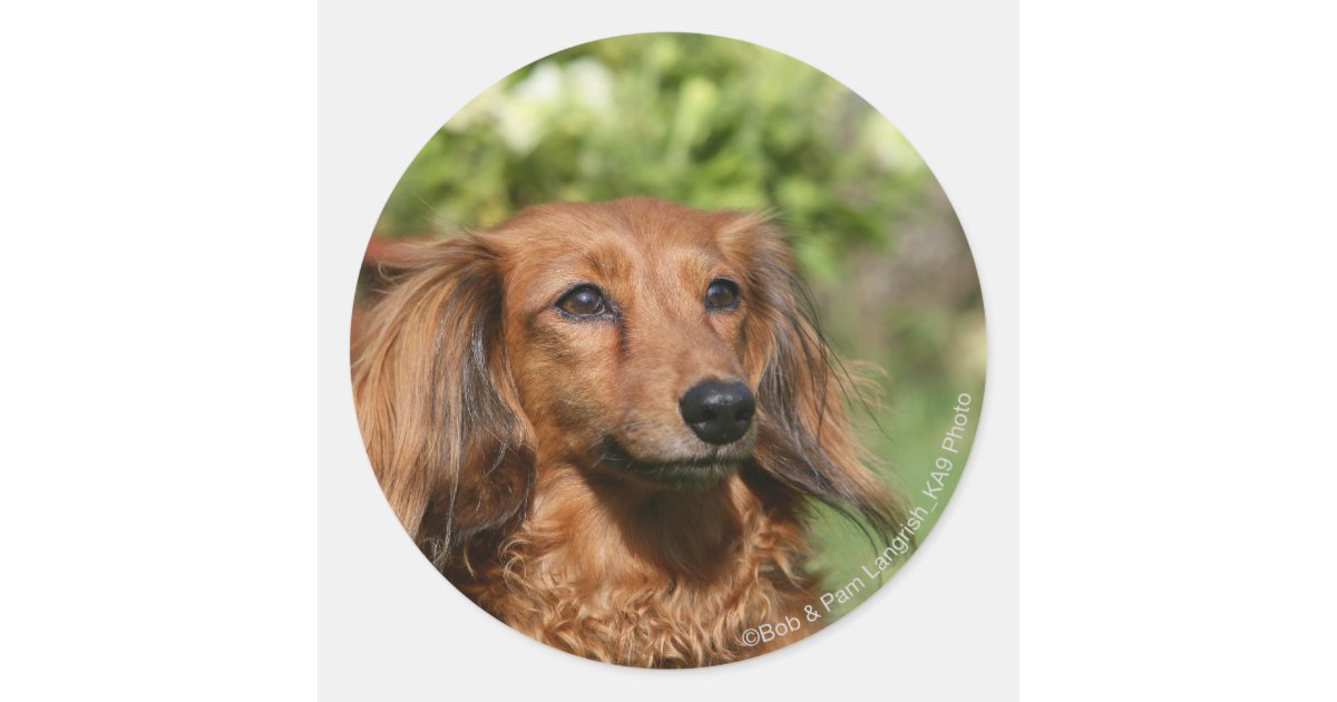 Red Long Haired Miniature Dachshund Classic Round Sticker Zazzle Com